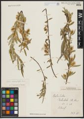 Foto von Salix acmophylla Boiss.